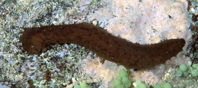 Holothuria difficilis